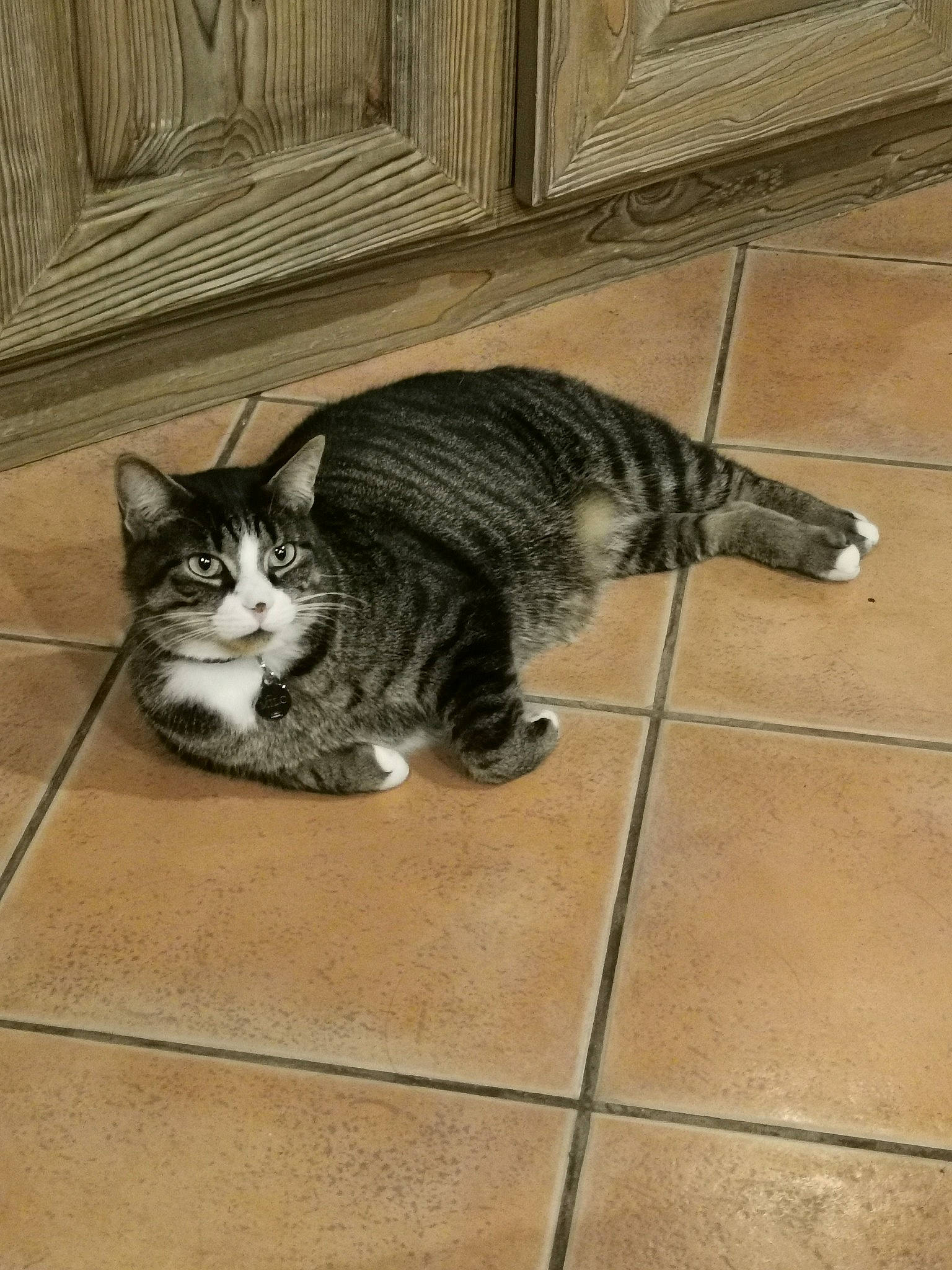 Milo participe au concours pour gagner de l'argent avec cette photo : carnivore, cat, domestic_short_haired_cat, door, felidae, floor, flooring, fur, grey, hardwood, paw, sitting, small_to_medium_sized_cats, snout, tail, terrestrial_animal, tile, tile_flooring, whiskers, wood