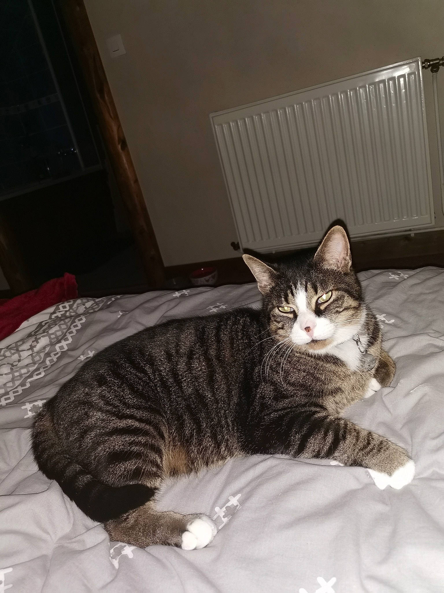 Milo participe au concours pour gagner de l'argent avec cette photo : bed, bed_sheet, bedding, carnivore, cat, claw, comfort, domestic_short_haired_cat, door, felidae, fur, grey, linens, nap, paw, room, small_to_medium_sized_cats, snout, tail, whiskers