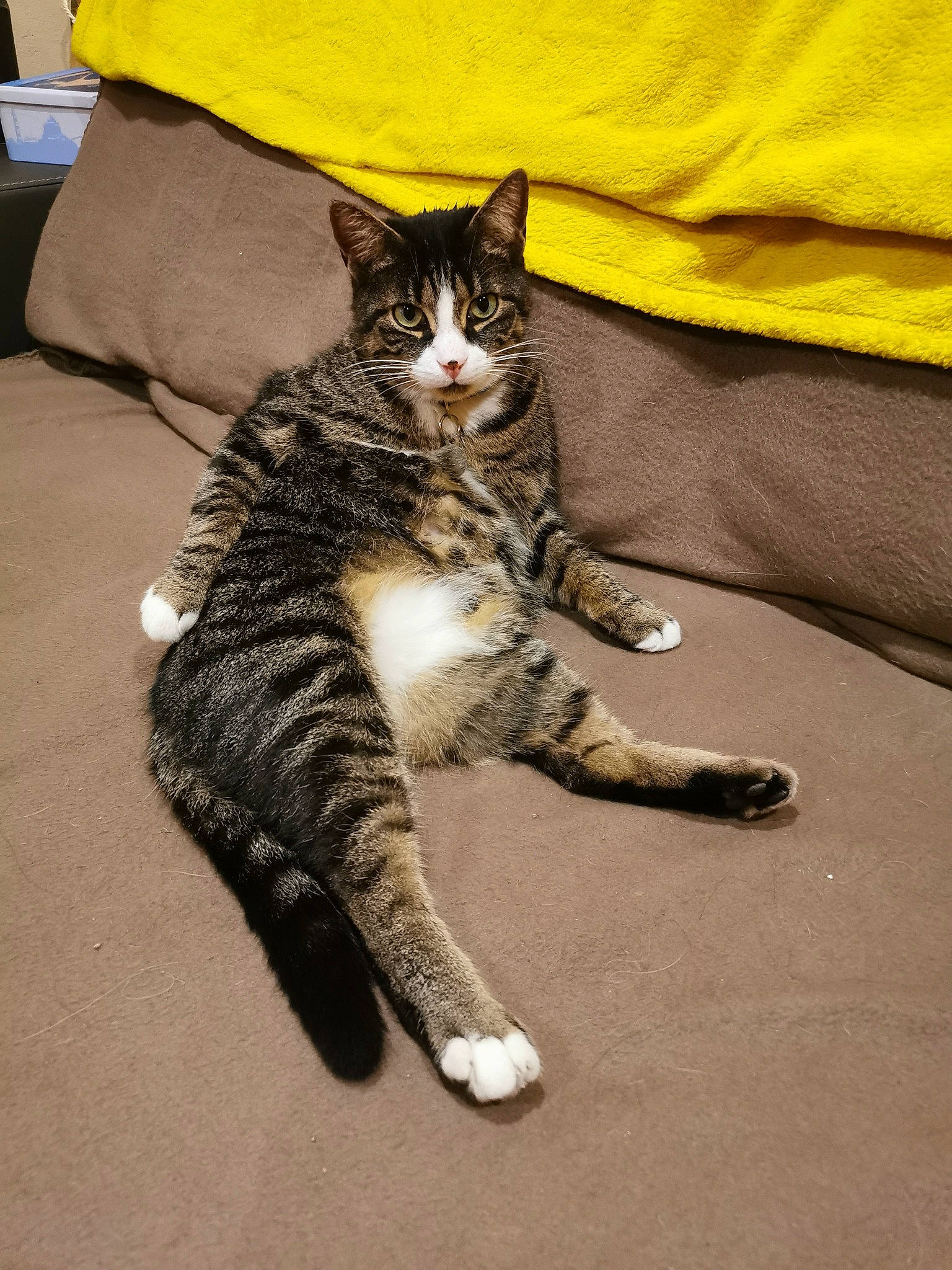 Milo a rejoint le concours — aidez-le/la à gagner de superbes lots ! carnivore, cat, claw, comfort, domestic_short_haired_cat, eye, felidae, flooring, foot, fur, grey, human_body, human_leg, leg, paw, small_to_medium_sized_cats, snout, tail, textile, whiskers