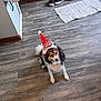 animal, cozy, cute, dog, domestic, festive, floor, fur, hat, household, indoor, looking_up, pet, rug, santa_hat, shoes, small_dog, tiara, waiting, wooden_floor