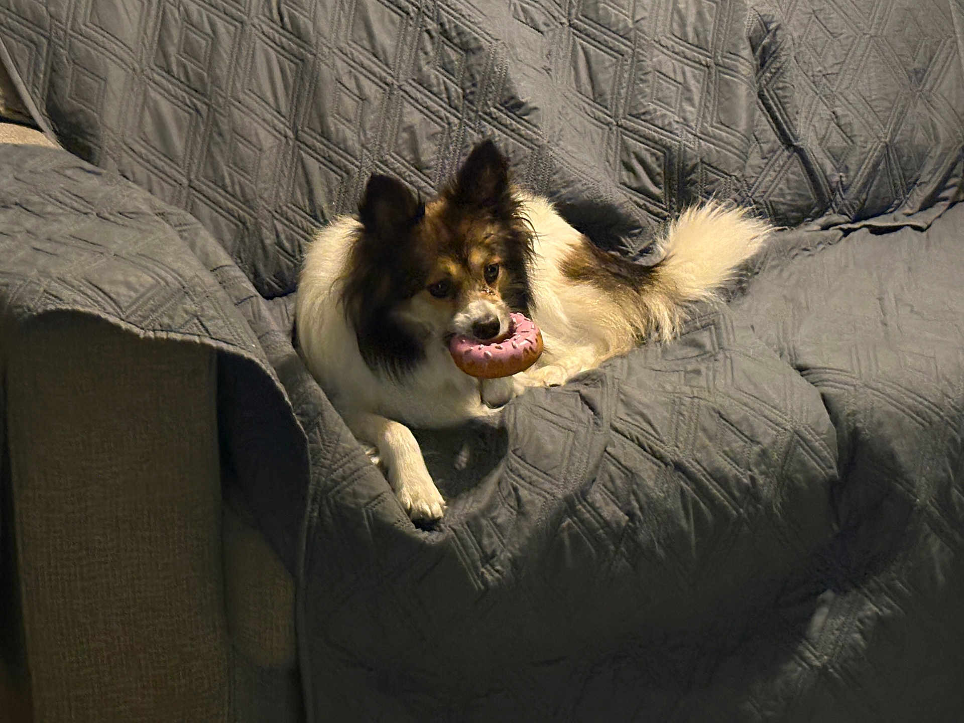 Rose joined the competition — help win amazing prizes! dog, toy, donut, couch, quilted_cover, indoor, pet, fluffy, relaxed, brown_and_white, furniture, laying_down, playful, animal, domestic_animal, canine, snout, ears, tail, cozy