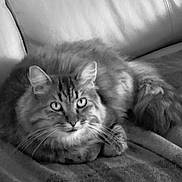 Holy participe au concours pour gagner de l'argent avec cette photo : cat, feline, fluffy, pet, animal, couch, resting, indoor, whiskers, eyes, fur, tabby, relaxed, cute, mammal, portrait, cozy, home, monochrome, soft