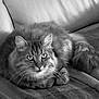 animal, cat, couch, cozy, cute, eyes, feline, fluffy, fur, home, indoor, mammal, monochrome, pet, portrait, relaxed, resting, soft, tabby, whiskers