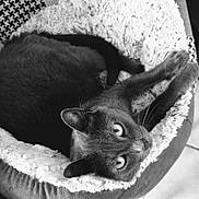 Nounou participe au concours pour gagner de l'argent avec cette photo : cat, pet_bed, feline, cozy, curled_up, fur, whiskers, ears, eyes, indoor, comfort, resting, animal, soft_texture, blanket, relaxing, cute, sleeping_area, domestic, close_up