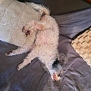 Enouchka a rejoint le concours — aidez-le/la à gagner de superbes lots ! dog, pet, sleeping, bed, blanket, pillow, fur, cozy, relaxed, indoor, animal, canine, cute, resting, white, black, small_dog, fluffy, paw, home