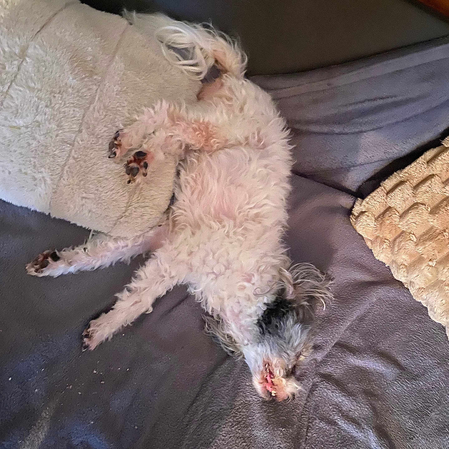Enouchka a rejoint le concours — aidez-le/la à gagner de superbes lots ! animal, bed, black, blanket, canine, cozy, cute, dog, fluffy, fur, home, indoor, paw, pet, pillow, relaxed, resting, sleeping, small_dog, white