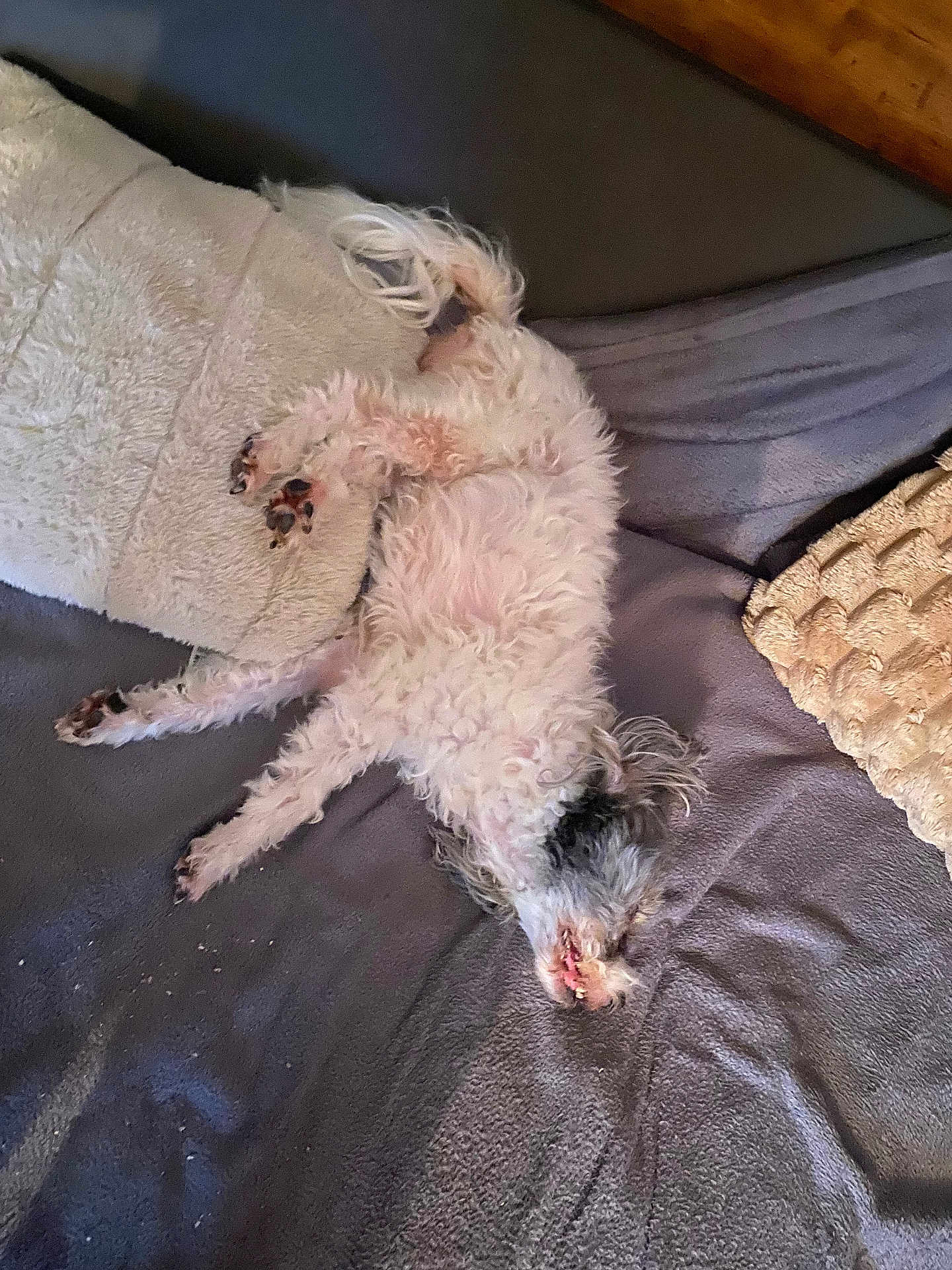 Enouchka a rejoint le concours — aidez-le/la à gagner de superbes lots ! dog, pet, sleeping, bed, blanket, pillow, fur, cozy, relaxed, indoor, animal, canine, cute, resting, white, black, small_dog, fluffy, paw, home
