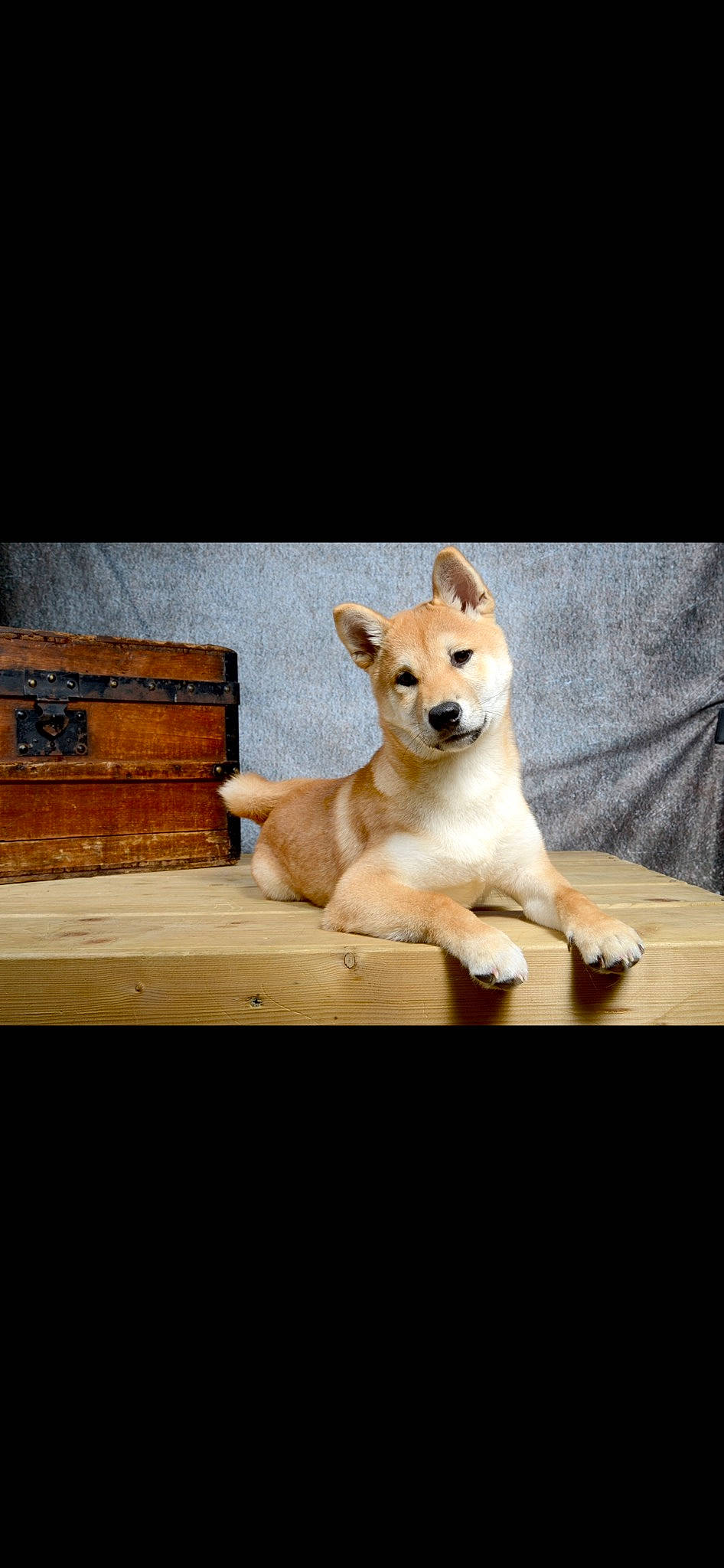 Chopper a rejoint le concours — aidez-le/la à gagner de superbes lots ! ancient_dog_breeds, box, canidae, carnivore, companion_dog, dog, dog_breed, dog_supply, fawn, hardwood, paw, pet_supply, photo_caption, snout, sporting_group, table, tail, toy_dog, wood, working_animal