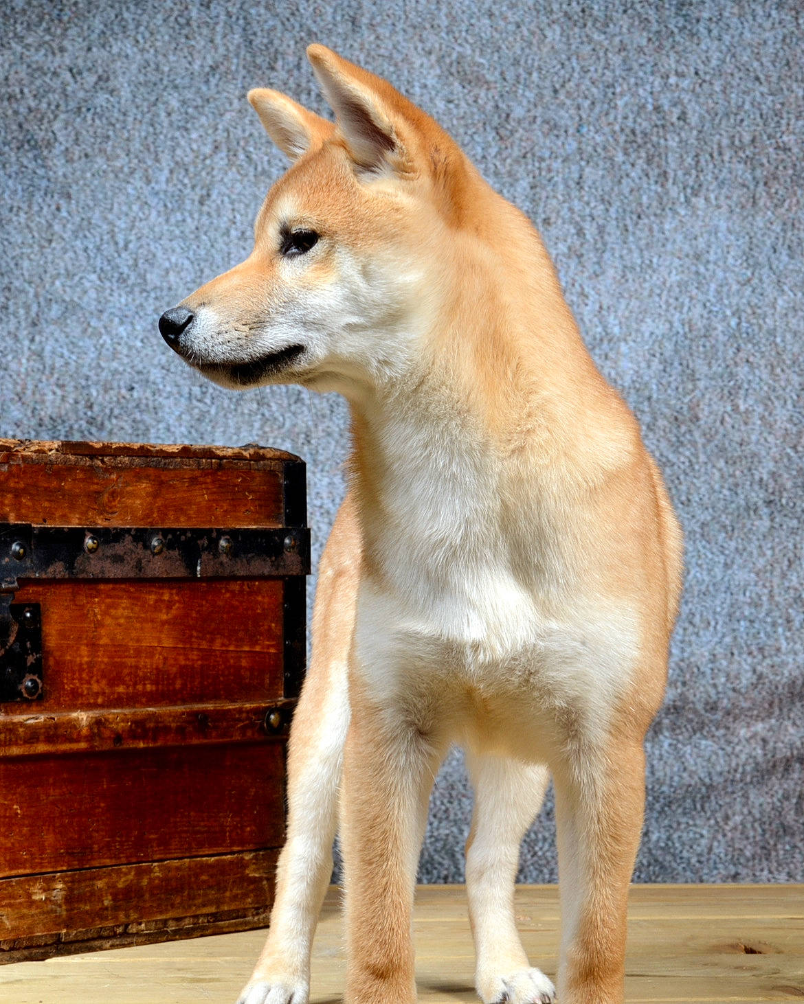 Chopper a rejoint le concours — aidez-le/la à gagner de superbes lots ! ancient_dog_breeds, canidae, carnivore, collar, companion_dog, dingo, dog, dog_breed, fawn, fur, non_sporting_group, paw, sporting_group, tail, terrestrial_animal, whiskers, wildlife, wood, working_animal