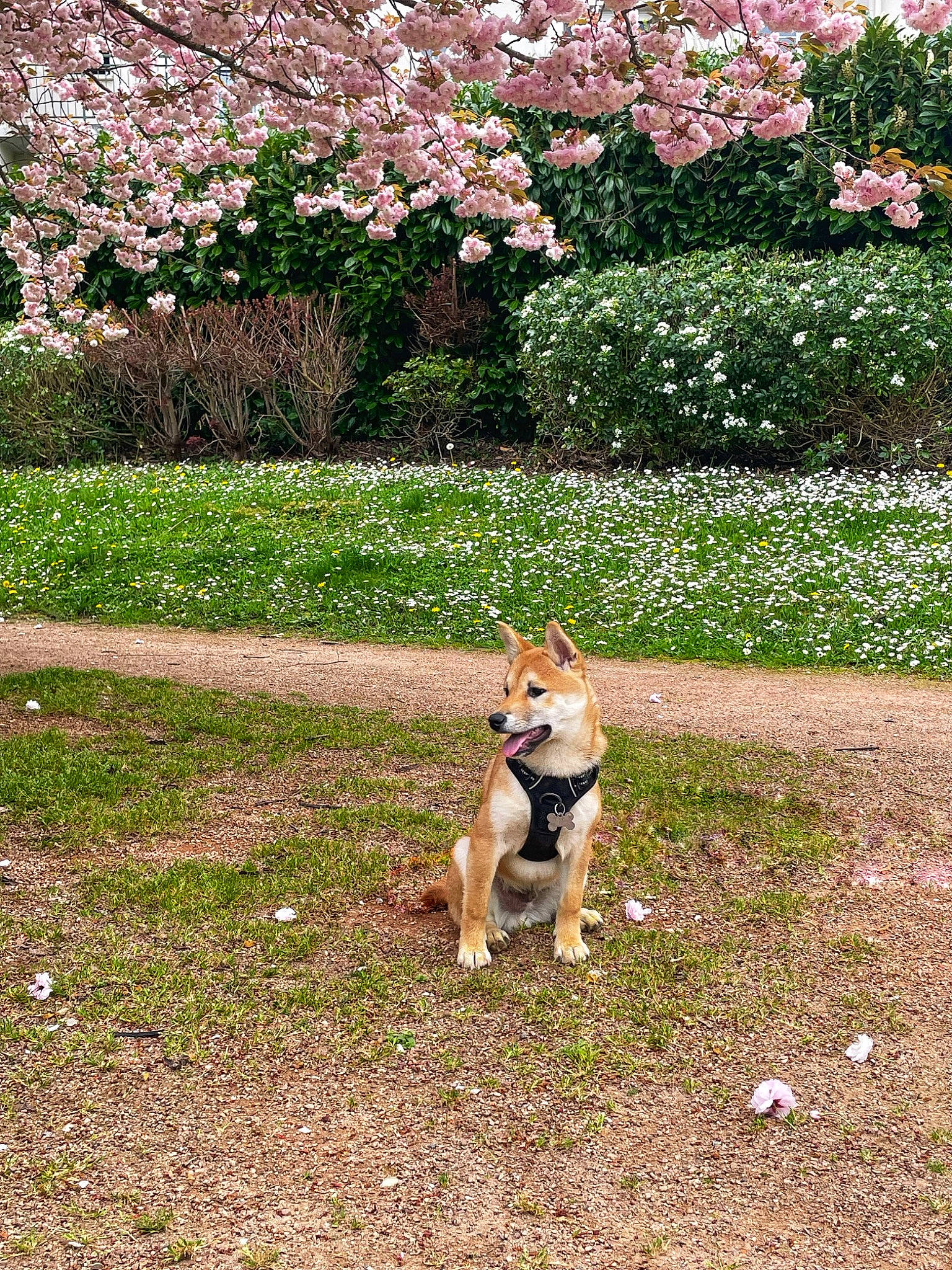 Chopper a rejoint le concours — aidez-le/la à gagner de superbes lots ! blossom, carnivore, companion_dog, dog, dog_breed, fawn, flower, garden, grass, groundcover, landscaping, lawn, leaf, leisure, people_in_nature, plant, shrub, sporting_group, tail, tree
