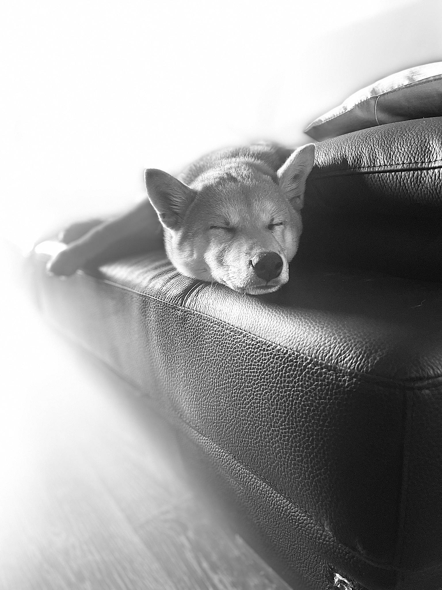 Chopper a rejoint le concours — aidez-le/la à gagner de superbes lots ! carnivore, close_up, comfort, couch, dog_breed, felidae, flash_photography, fur, grey, metal, monochrome, monochrome_photography, pest, sitting, small_to_medium_sized_cats, snout, still_life_photography, tail, terrestrial_animal, whiskers