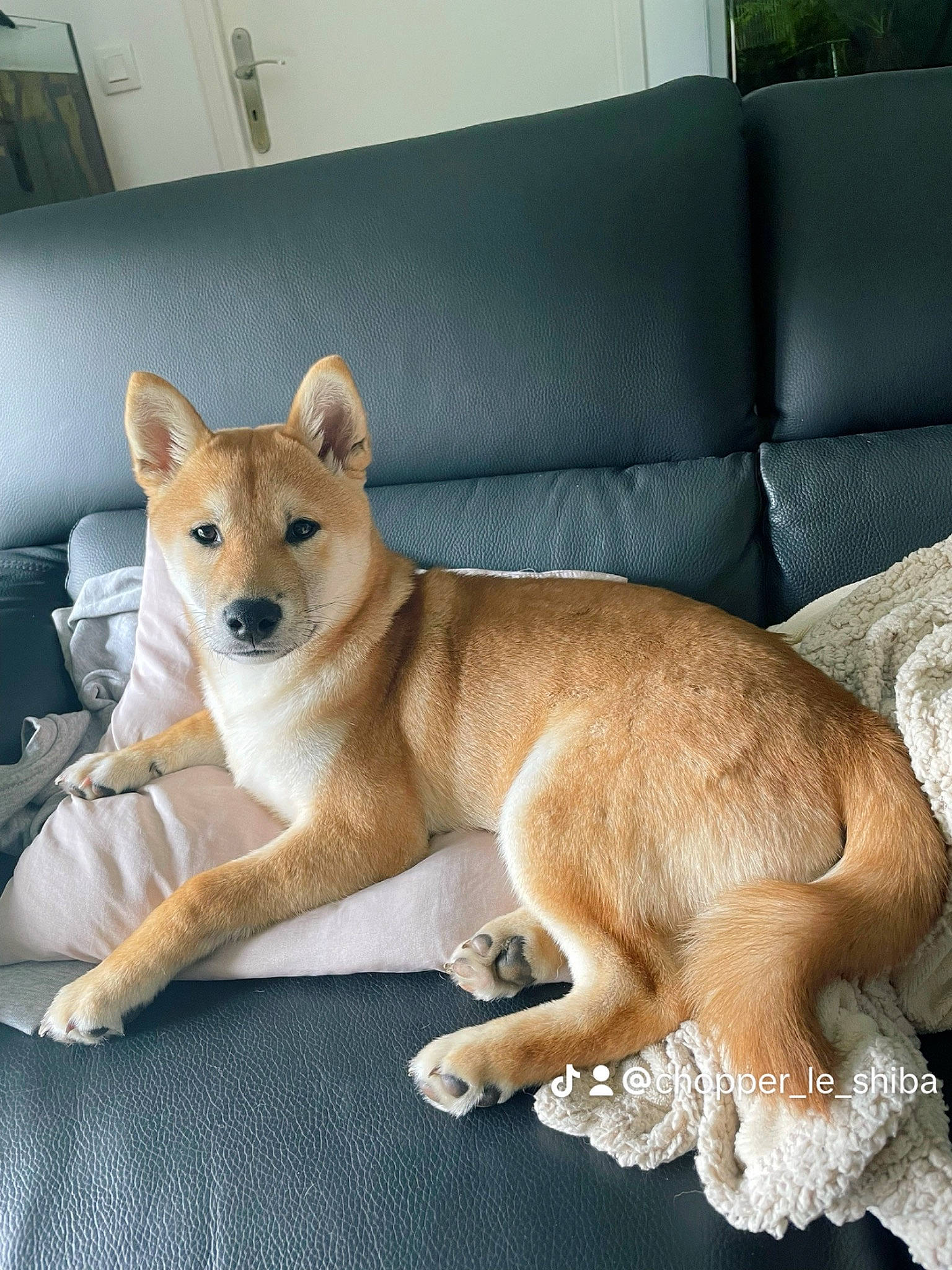 Chopper a rejoint le concours — aidez-le/la à gagner de superbes lots ! canidae, carnivore, comfort, companion_dog, couch, dog, dog_breed, fawn, felidae, flooring, fur, non_sporting_group, paw, snout, tail, terrestrial_animal, whiskers, wildlife, wood, working_animal