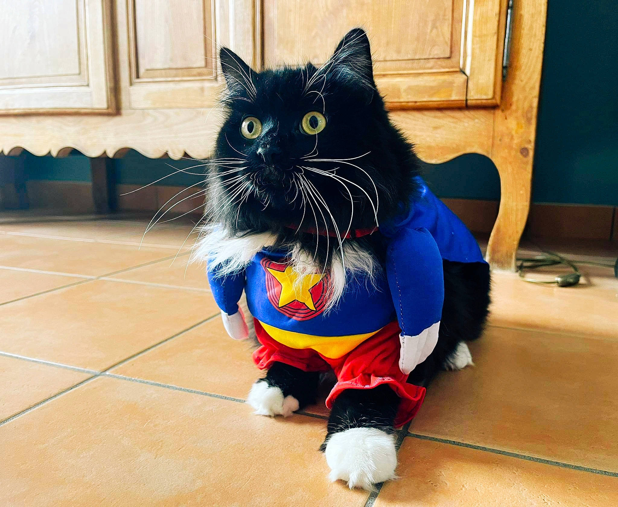 Kalou a rejoint le concours — aidez-le/la à gagner de superbes lots ! black_cat, carnivore, cat, companion_dog, domestic_short_haired_cat, electric_blue, felidae, floor, flooring, fur, hardwood, human_leg, laminate_flooring, paw, small_to_medium_sized_cats, snout, tail, whiskers, wood, wood_flooring