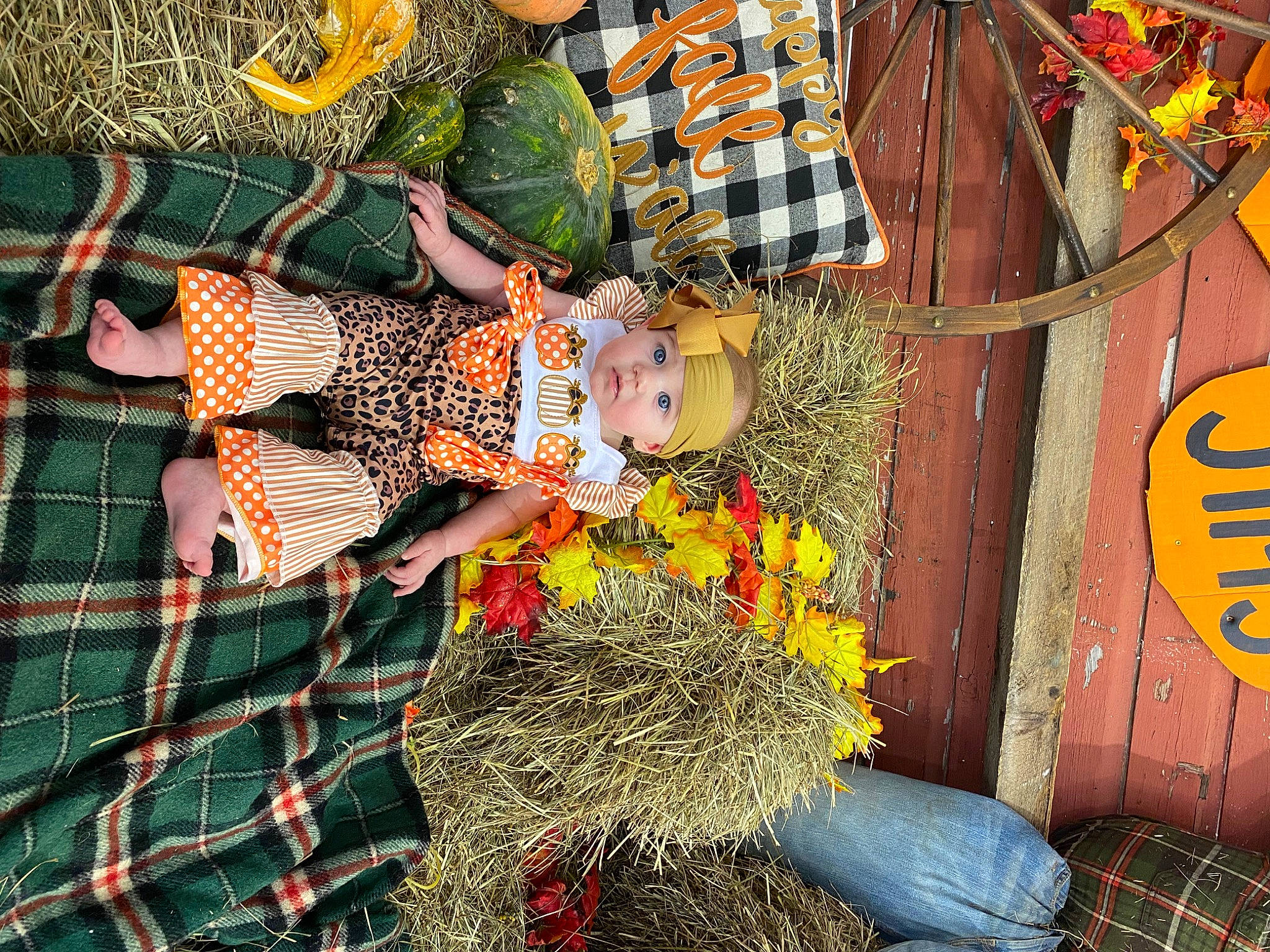 Stella joined the competition — help win amazing prizes! calabaza, cucurbita, event, fun, green, happy, hat, headwear, houseplant, orange, pattern, person, photograph, plaid, plant, pumpkin, smile, snapshot, tartan, tree