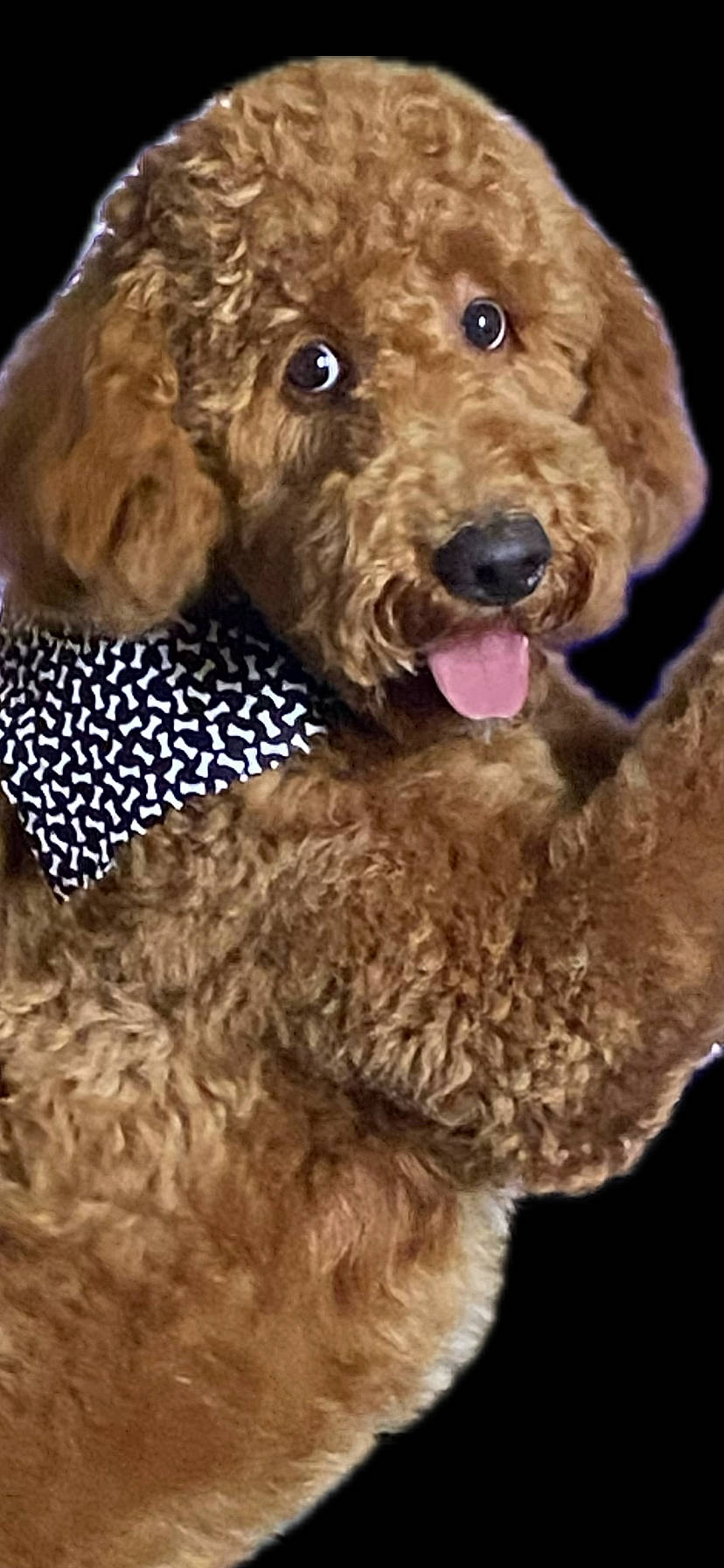 Beau joined the competition — help win amazing prizes! animal, bandana, black_background, brown, canine, closeup, curly_fur, cute, dog, domestic_animal, fluffy, friendly, fur, looking, mammal, pet, playful, portrait, studio, tongue_out