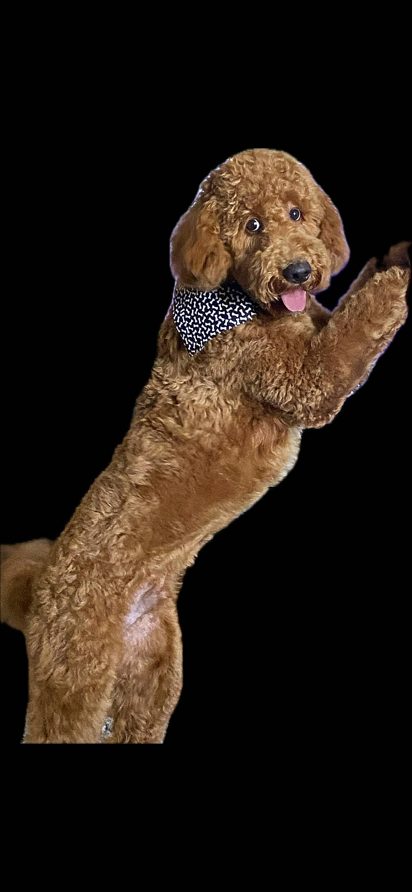 Beau is registered to the contest to win money with this photo: animal, bandana, black_background, brown_dog, canine, curly_fur, cute, dog, domestic_animal, fluffy, friendly, happy, isolated_background, looking_back, pet, playful, portrait, standing, studio_style, tongue_out