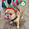 Bentley joined the competition — help win amazing prizes! accessory, animal, brown_dog, celebration, collar, concrete_floor, costume, cute, dog, festive, french_bulldog, holiday, holiday_hat, indoor, leash, pet, playful, small_dog, standing, tongue_out