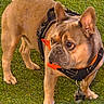 Bentley joined the competition — help win amazing prizes! alert, animal, brown_fur, canine, companion, cute, dog, domestic_animal, ears_up, french_bulldog, grass, harness, looking_sideways, mammal, orange_bow, outdoor, pet, small_dog, standing, tag