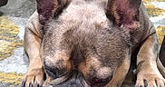 Bentley is registered to the contest to win money with this photo: animal, black_nose, brown, carpet, close_up, cute, dog, domestic, ears, face, french_bulldog, fur, indoor, napping, paw, pet, resting, sleeping, tennis_ball, toy