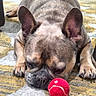 animal, black_nose, brown, carpet, close_up, cute, dog, domestic, ears, face, french_bulldog, fur, indoor, napping, paw, pet, resting, sleeping, tennis_ball, toy