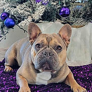 Bentley joined the competition — help win amazing prizes! animal, blanket, christmas_tree, cute, decorations, dog, ears, eyes, festive, french_bulldog, fur, holiday, indoor, ornaments, pet, portrait, purple, relaxed, resting, sequins