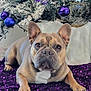 animal, blanket, christmas_tree, cute, decorations, dog, ears, eyes, festive, french_bulldog, fur, holiday, indoor, ornaments, pet, portrait, purple, relaxed, resting, sequins