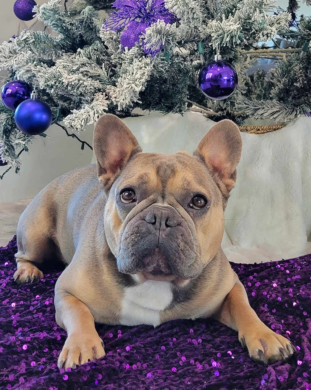Bentley joined the competition — help win amazing prizes! animal, blanket, christmas_tree, cute, decorations, dog, ears, eyes, festive, french_bulldog, fur, holiday, indoor, ornaments, pet, portrait, purple, relaxed, resting, sequins