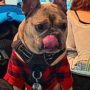 Bentley joined the competition — help win amazing prizes! animal, black, closeup, collar, companion, cute, dog, ears, french_bulldog, fur, harness, indoor, people, pet, plaid, red, seated, sweater, tag, tongue_out