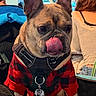 animal, black, closeup, collar, companion, cute, dog, ears, french_bulldog, fur, harness, indoor, people, pet, plaid, red, seated, sweater, tag, tongue_out