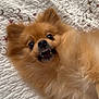 dog, pomeranian, pet, fluffy, teeth, playful, bedspread, quilt, fabric, embroidered, flower, animal, cute, fur, lying, mischievous, small_dog, indoors, expression, face
