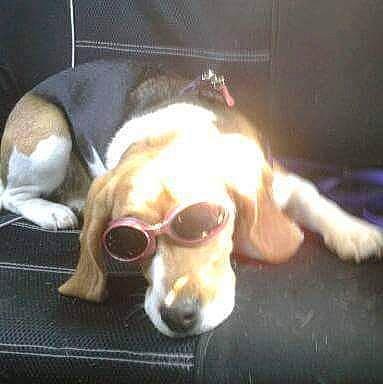 Indie participe au concours pour gagner de l'argent avec cette photo : basset_hound, canidae, carnivore, comfort, companion_dog, dog, dog_breed, ear, eyewear, fawn, goggles, liver, paw, pet_supply, scent_hound, snout, sporting_group, vision_care, whiskers, working_animal