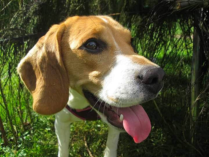 Indie participe au concours pour gagner de l'argent avec cette photo : beaglier, canidae, carnivore, collar, companion_dog, dog, dog_breed, dog_collar, fawn, grass, hound, hunting_dog, liver, plant, scent_hound, snout, sporting_group, terrestrial_animal, whiskers, working_animal