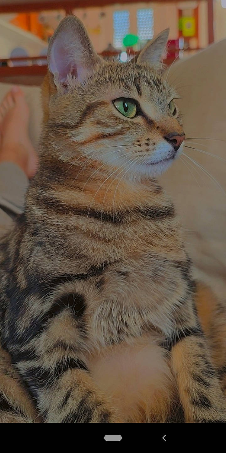 Rebelle participe au concours pour gagner de l'argent avec cette photo : balance, carnivore, cat, domestic_short_haired_cat, fawn, felidae, fur, paw, small_to_medium_sized_cats, snout, tail, terrestrial_animal, whiskers, wildlife