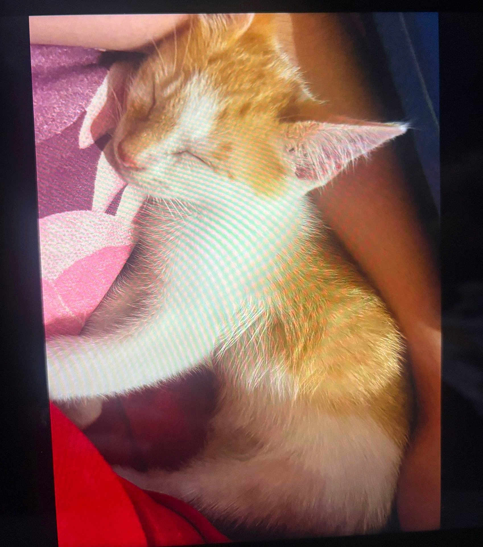 Milky is registered to the contest to win money with this photo: cat, sleeping, orange_cat, white_cat, pet, animal, fur, closeup, cozy, blanket, resting, domestic_cat, whiskers, cute, indoor, relaxing, soft, nap, peaceful, fur_texture