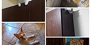 Milky is registered to the contest to win money with this photo: cat, orange_and_white, indoor, cabinet, floor, table, curious, relaxed, sleeping, decor, tile_floor, furniture, pet, animal, home, playful, resting, closeup, multiimage, collage