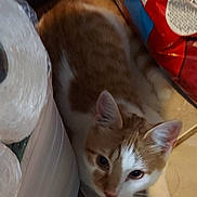 Milky joined the competition — help win amazing prizes! cat, orange_and_white, animal, pet, floor, tile_floor, toilet_paper, package, bag, indoor, curious, whiskers, ears, paws, feline, looking_up, domestic_cat, close_up, resting, household
