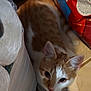 cat, orange_and_white, animal, pet, floor, tile_floor, toilet_paper, package, bag, indoor, curious, whiskers, ears, paws, feline, looking_up, domestic_cat, close_up, resting, household