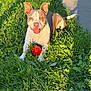 Miles joined the competition — help win amazing prizes! dog, grass, red_ball, playing, sunlight, outdoor, pet, animal, happy, smiling, ears, tongue, greenery, nature, summer, paw, cute, canine, daytime, fun