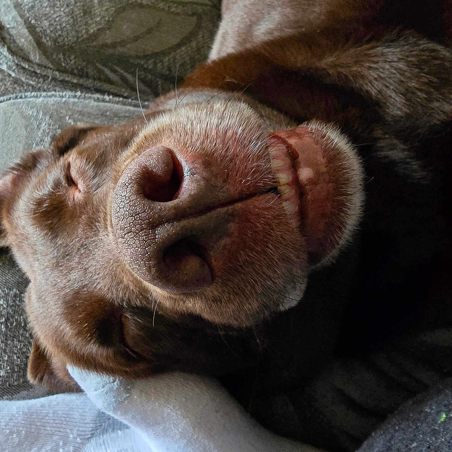 Lacey Loo is registered to the contest to win money with this photo: animal, armchair, blanket, bulldog, canine, chair, couch, cushion, dog, furniture, homedecor, hound, labradorretriever, person, pet, pitbull, pointer, puppy, sleeping, snout