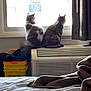 Miracle is registered to the contest to win money with this photo: cat, indoor, window, air_conditioner, curtain, bed, blanket, furniture, animal, pet, domestic, two_cats, back_view, cozy, resting, household, daylight, looking_out, side_by_side, fluffy