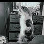 Miracle joined the competition — help win amazing prizes! cat, indoor, furniture, dresser, television, forest, black_and_white, fluffy, pet, curious, sitting, bed, cozy, calm, side_view, whiskers, tail, domestic, room, animal