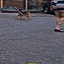 dog, stick, person, walking, parking_lot, fence, car, trees, outdoor, blur, movement, evening, sky, sidewalk, street, pet, animal, play, small_dog, canine