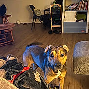 Shystie is registered to the contest to win money with this photo: alert, blanket, books, brown_dog, chair, cozy, curious, dog, domestic, dvds, fan, flooring, furniture, indoor, living_room, pet, shelf, slippers, toy, wooden_floor