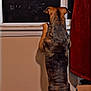 dog, window, curtains, indoor, night, blinds, box, pet, animal, standing, brown, tail, fur, curious, looking_out, wall, floor, shadow, home, cozy