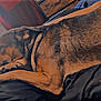 dog, sleeping, brown_fur, black_fur, blanket, indoor, window, light, resting, cozy, pet, animal, paw, fur_texture, relaxation, side_view, quiet, calm, household, companion