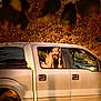 animal, autumn, canine, daylight, dog, grass, leaves, metal, nature, outdoor, parked, pet, reflection, shade, sunlight, transportation, trees, truck, vehicle, window