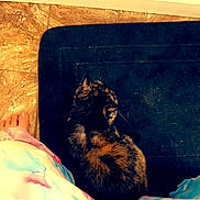 Whiskey is registered to the contest to win money with this photo: animal, barefoot, cat, clothing, cozy, domestic_animal, floor, foot, fur, indoor, mat, patterned_clothing, pet, quiet, relaxing, resting, tie_dye, tile_floor, top_down, tortoiseshell