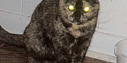 Whiskey joined the competition — help win amazing prizes! animal, cat, companion, cute, domestic, ears, eyes, feline, floor, fur, glowing_eyes, indoor, mystical, pet, shadow, sitting, tile, tortoiseshell, wall, whiskers