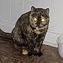 animal, cat, companion, cute, domestic, ears, eyes, feline, floor, fur, glowing_eyes, indoor, mystical, pet, shadow, sitting, tile, tortoiseshell, wall, whiskers
