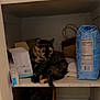 Whiskey joined the competition — help win amazing prizes! animal, bag, box, cat, container, curious, cute, domestic, feline, food_packaging, hiding, household, indoor, pantry, pet, quiet, resting, shelf, still_life, tortoiseshell